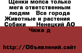 Щенки мопса только мега-ответственным людям - Все города Животные и растения » Собаки   . Ненецкий АО,Чижа д.